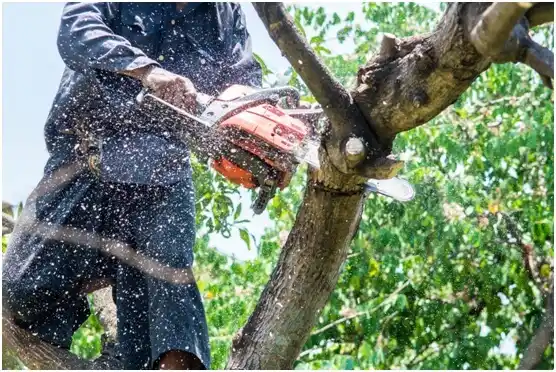 tree services Fort Loudon